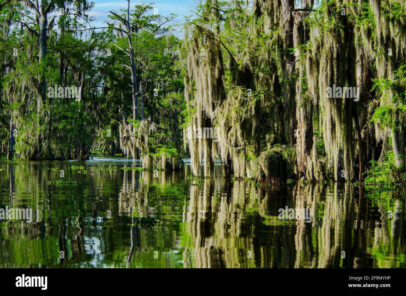 Atchafalaya swamp with bald cypress  trees, Taxodium distichum, with Spanish Moss, Tillandsia usneoides, hanging from the branches. Louisiana, USA. Stock Photo