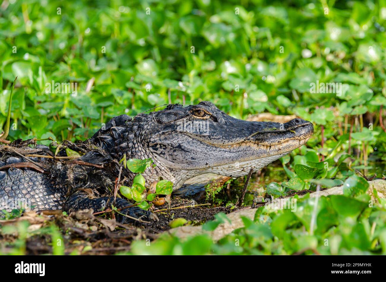 American alligator, Alligator mississippiensis, hiding in common water