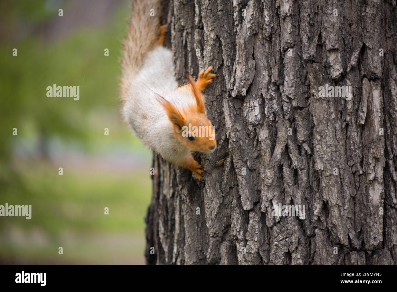 little red squirrel comes down from the tree Stock Photo