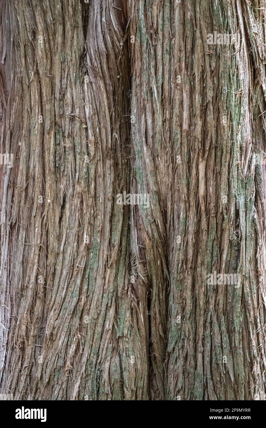 Juniper tree Bark Texture. Natural coniferous bark background. Juniperus excelsa, commonly called the Greek juniper Stock Photo