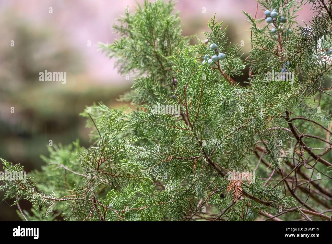 Leaves and cones of a Juniper tree evergreen. Juniperus excelsa