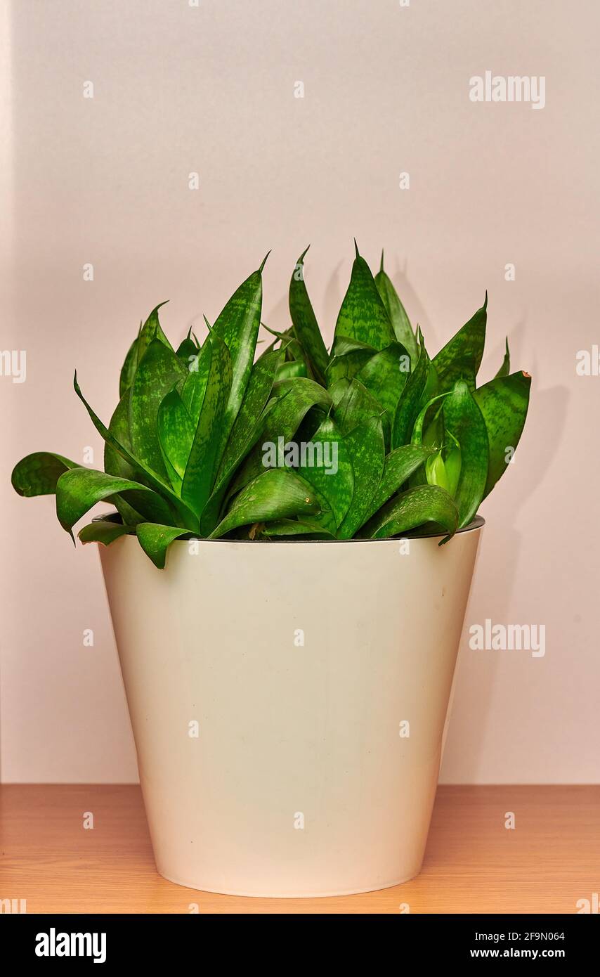 a green flower in a white pot stands Stock Photo