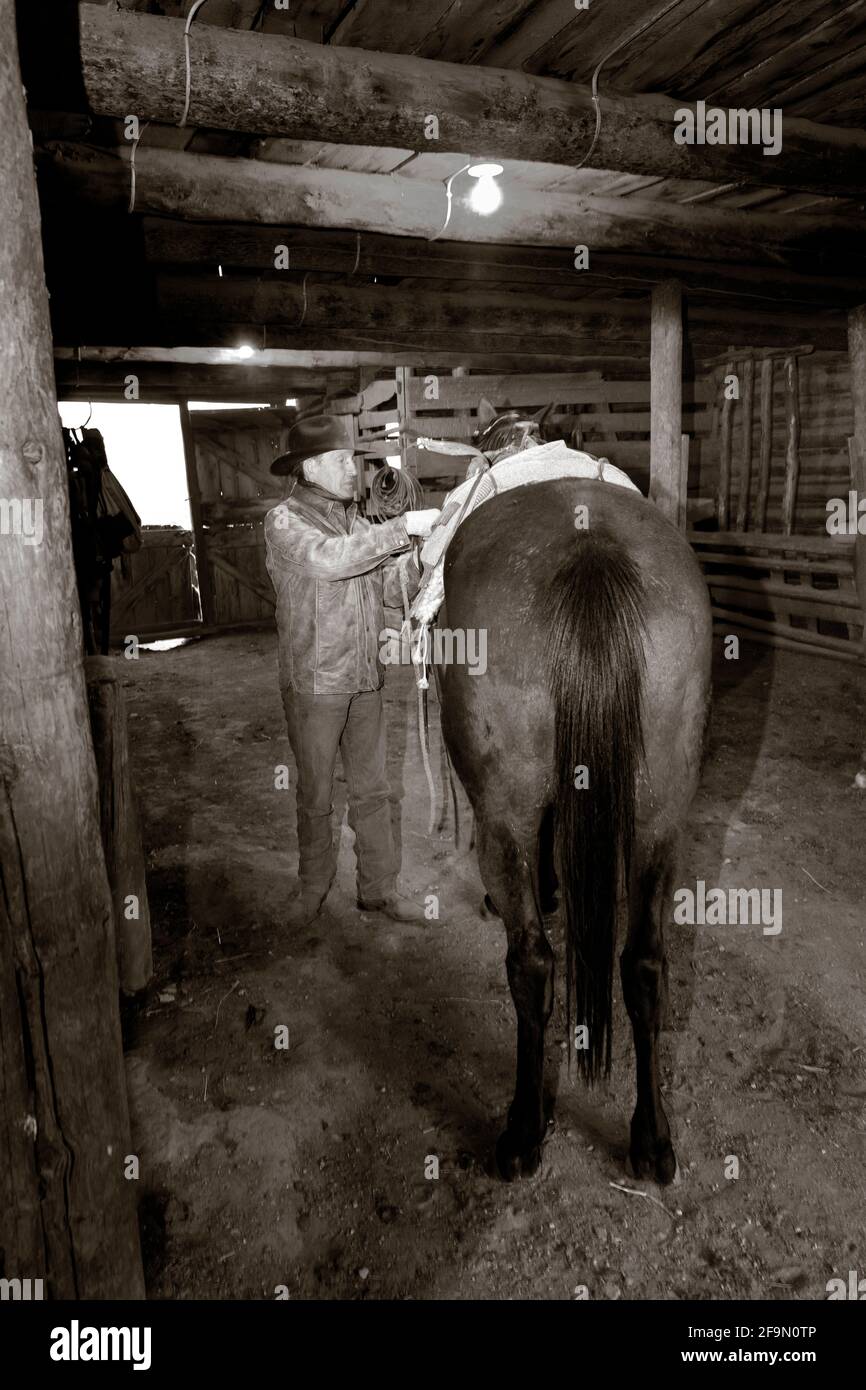 WY04142-00-BW....WYOMING - Ord Buckingham saddles up his horse for the days work.  MR# B20 Stock Photo
