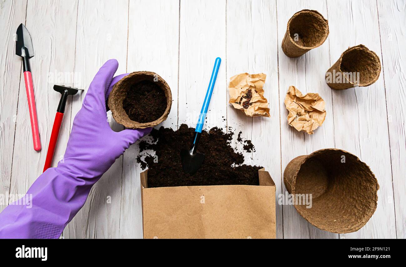 A female hand in a glove holds a paper pot of seedlings. Soil for planting seeds, seed plants on a wooden white table. Preparations for the garden sea Stock Photo