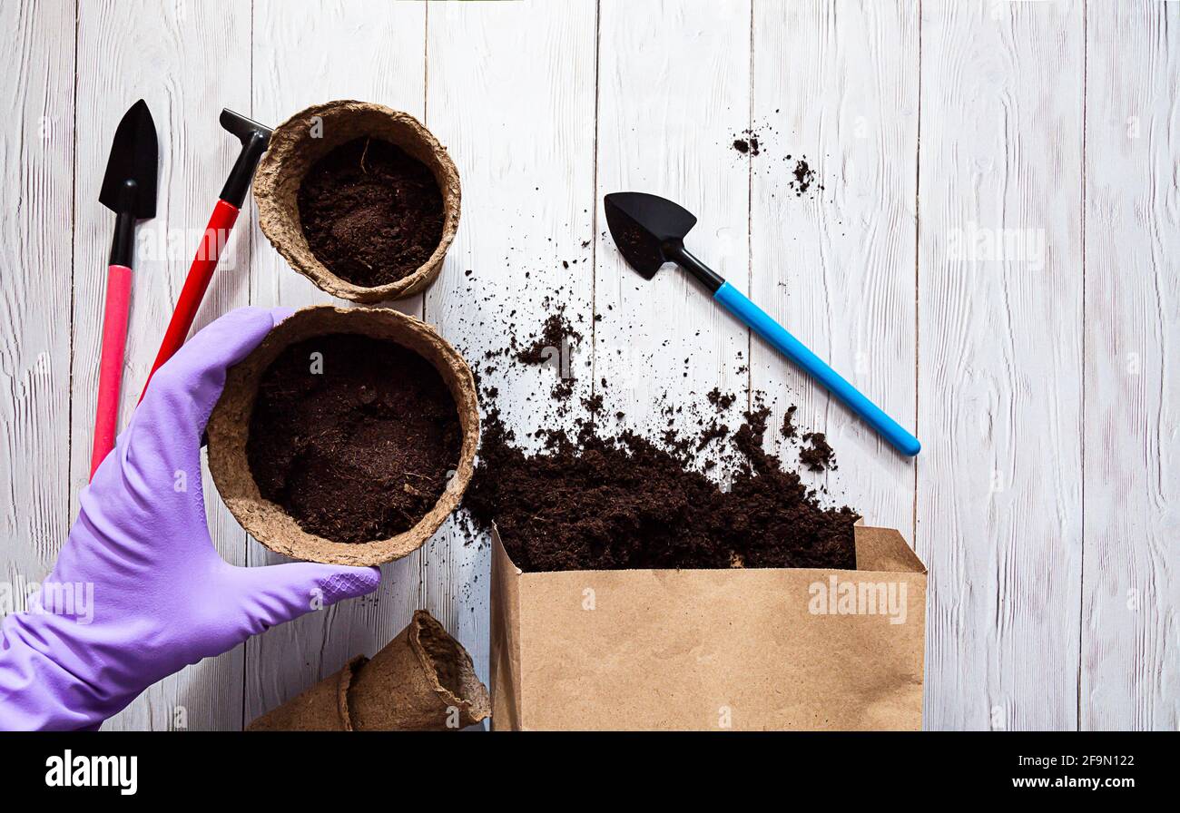 A female hand in a glove holds a paper pot of seedlings. Soil for planting seeds, seed plants on a wooden white table. Preparations for the garden sea Stock Photo