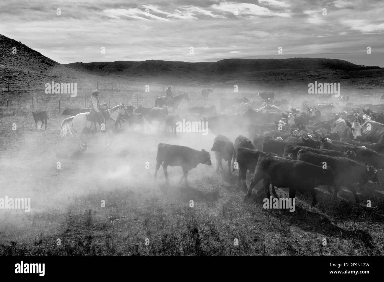 WY04148-00-BW...WYONING - Cattle drive on the Willow Creek Ranch. Stock Photo