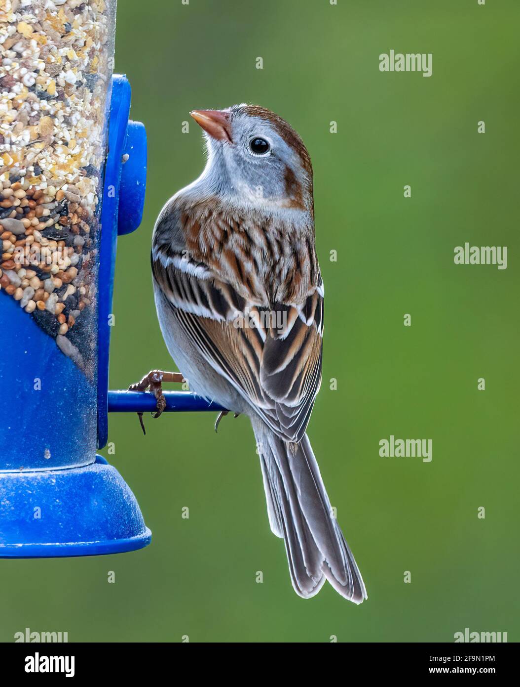 Common Field Sparrow ( Spizella pusilla ) Perched On Feeder Looking Up Stock Photo