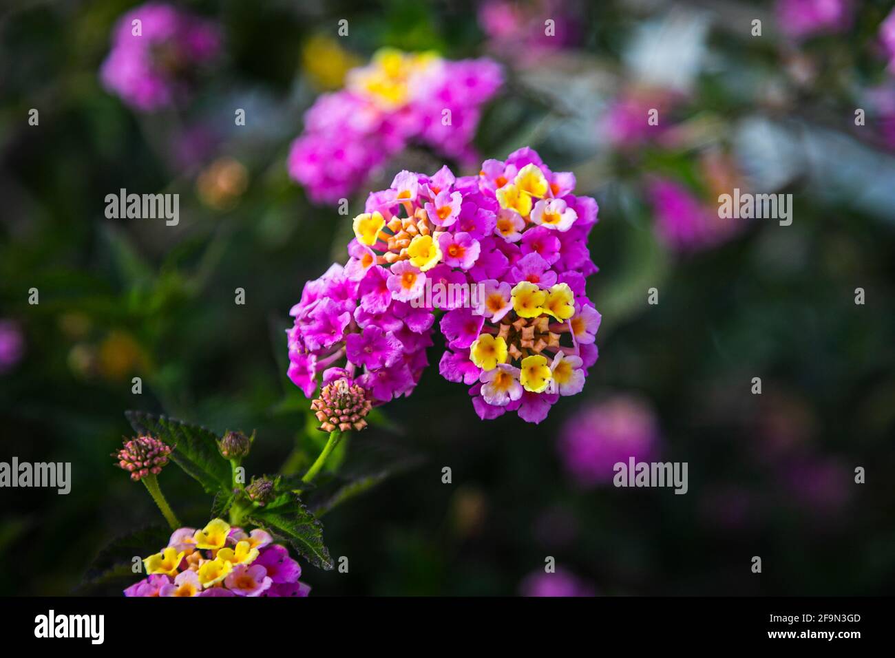 Close-up beautiful fresh  pink royal phlox flower on a background of green grass grows in a home garden, top view. Flowering garden flowers Stock Photo