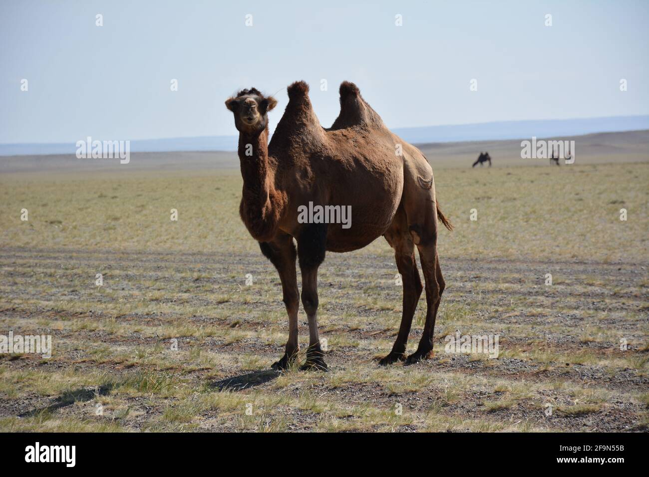 Semi-domesticated Bactrian camels in the Gobi Desert, Mongolia. The animals  still provide support for a nomadic way of life Stock Photo - Alamy