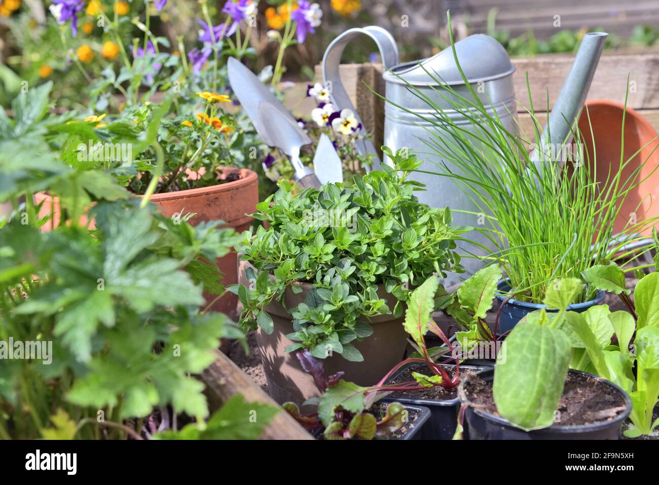 oregano among vegetable seedlings and aromatic plant with gardening equipment in a garden Stock Photo