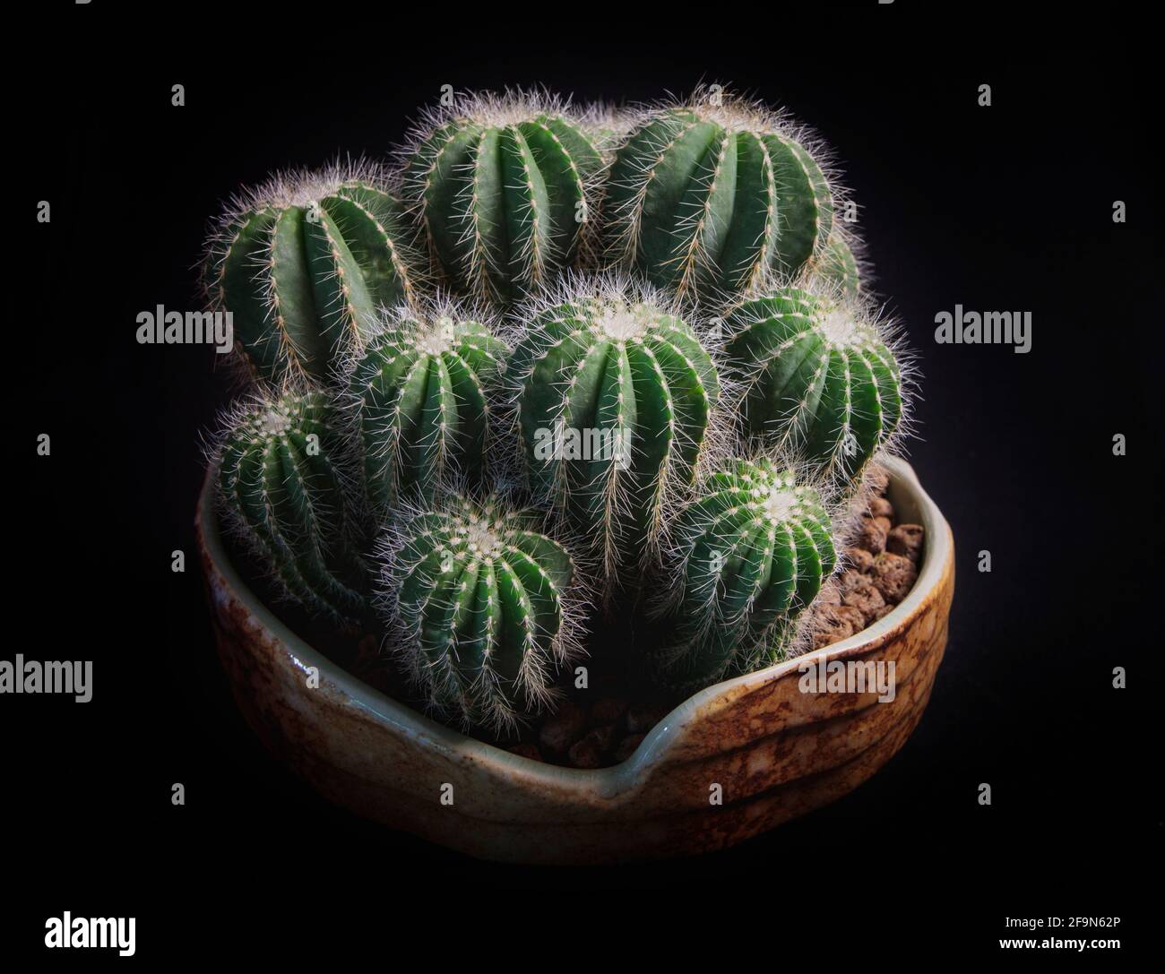 close up notocactus magnificus with beautiful lighting Stock Photo