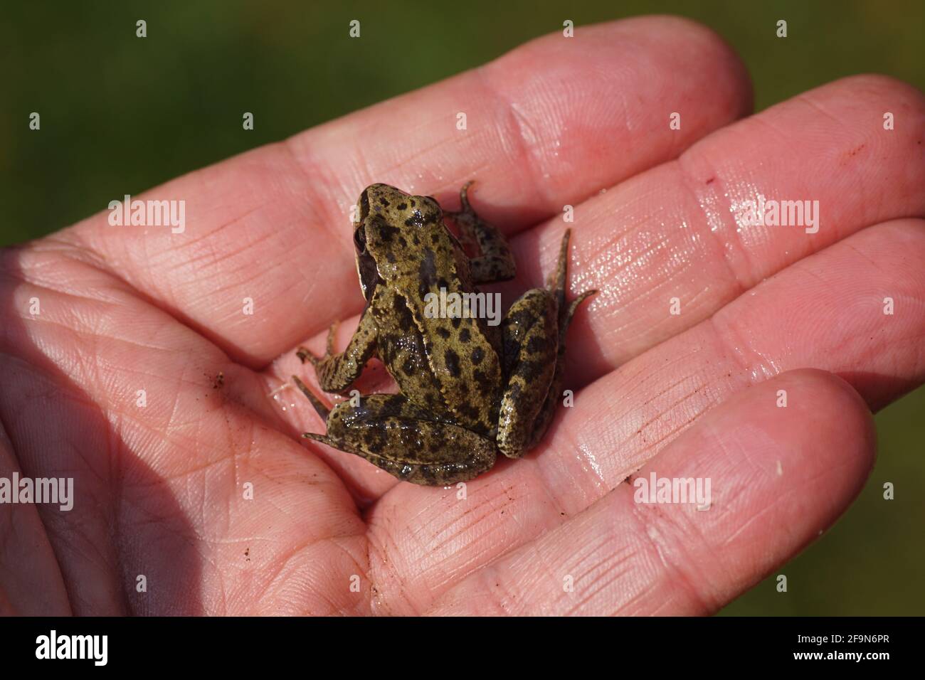 Young Common frog (Rana temporaria). Family true frogs (Ranidae). On the hand in a Dutch garden in the spring. April, Netherlands Stock Photo