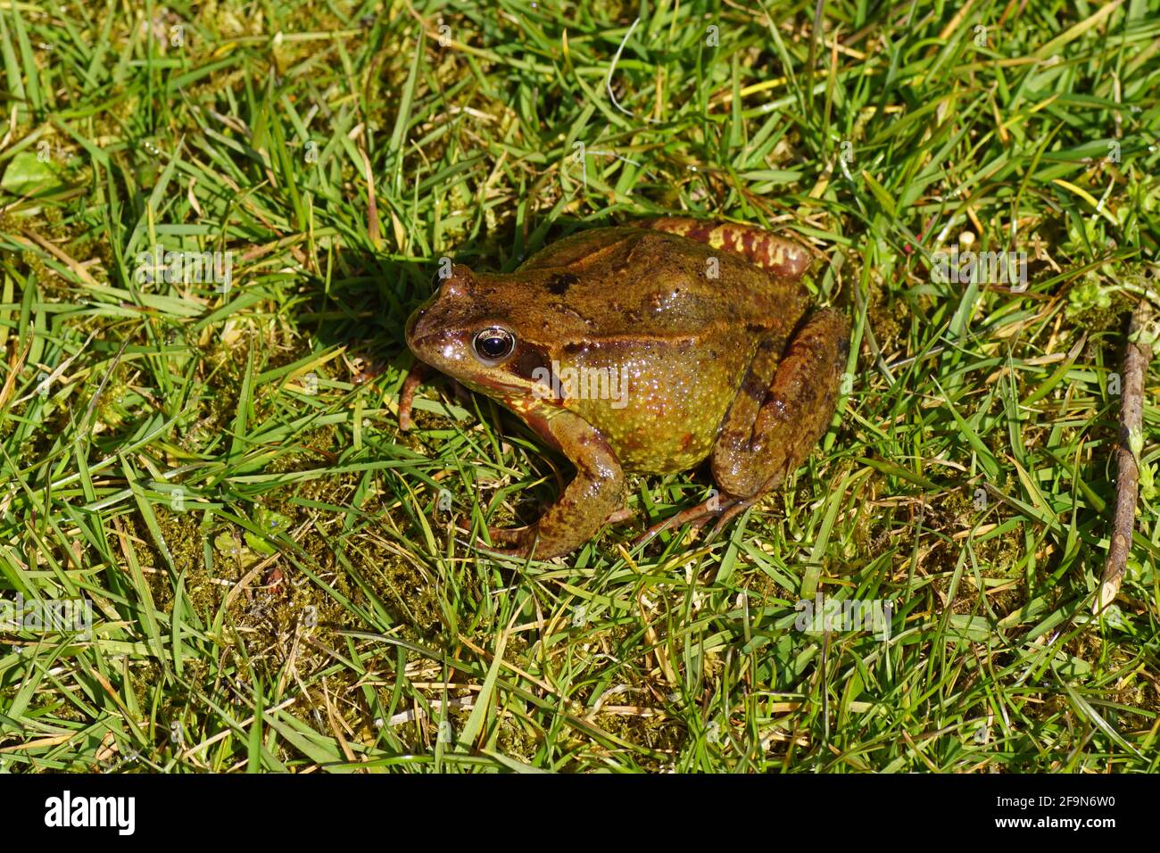 Common frog (Rana temporaria). Family true frogs (Ranidae). On the lawn in a Dutch garden in the spring. April, Netherlands. Stock Photo