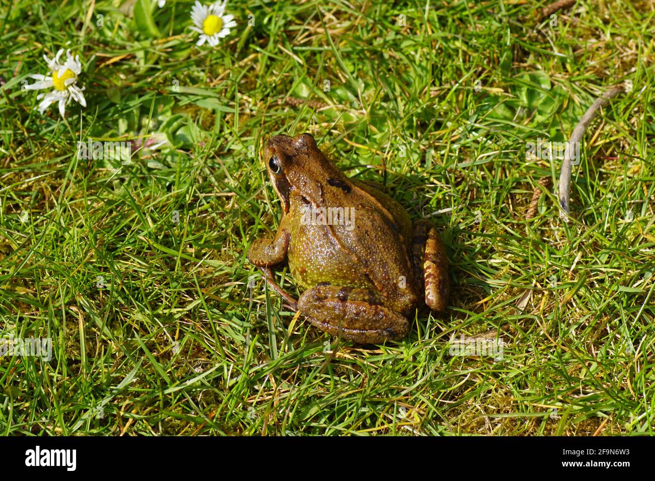 Common frog (Rana temporaria). Family true frogs (Ranidae). On the lawn in a Dutch garden in the spring. April, Netherlands. Stock Photo
