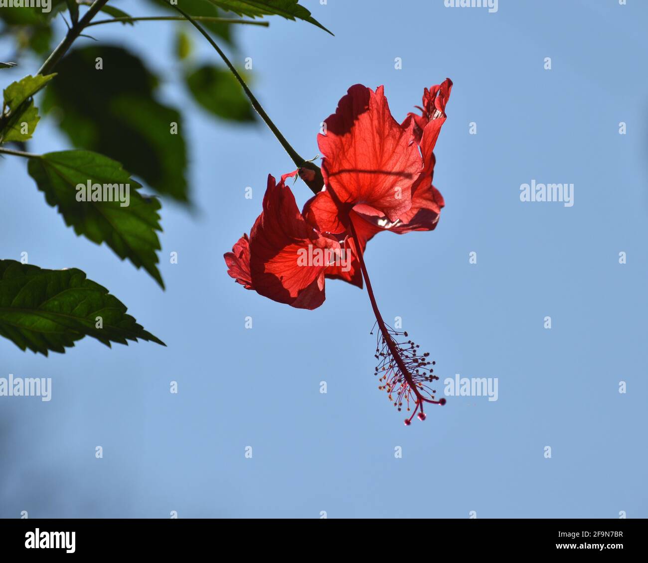 Red hibiscus hanging, red flower hanging, love with red flowers Stock Photo