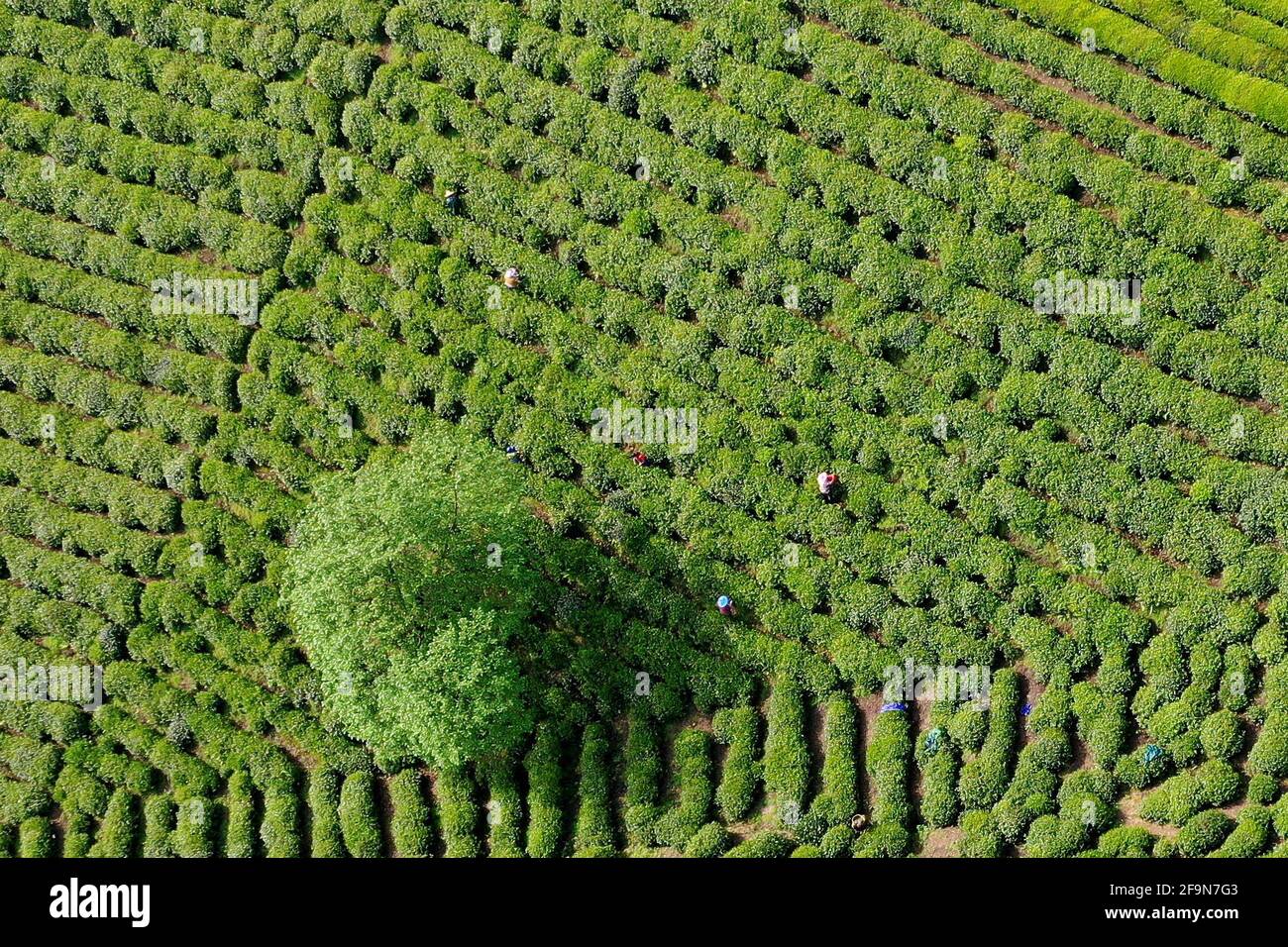 Xuancheng, China. 19th Apr, 2021. The beauty of hanging tea garden which grows in the high mountain in Xuancheng, Anhui, China on 19th April, 2021.(Photo by TPG/cnsphotos) Credit: TopPhoto/Alamy Live News Stock Photo