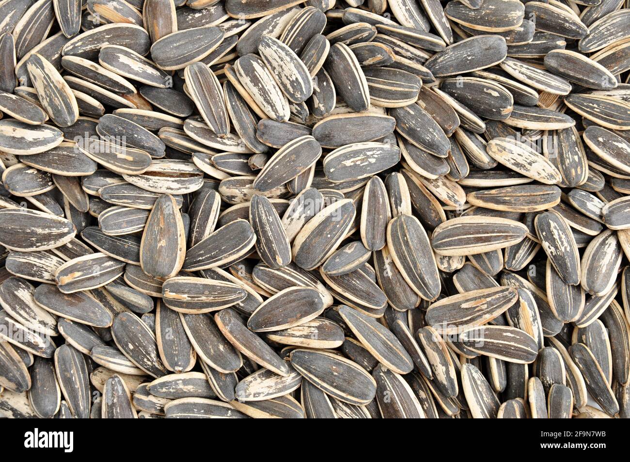 Sunflower seeds with shells Stock Photo Alamy