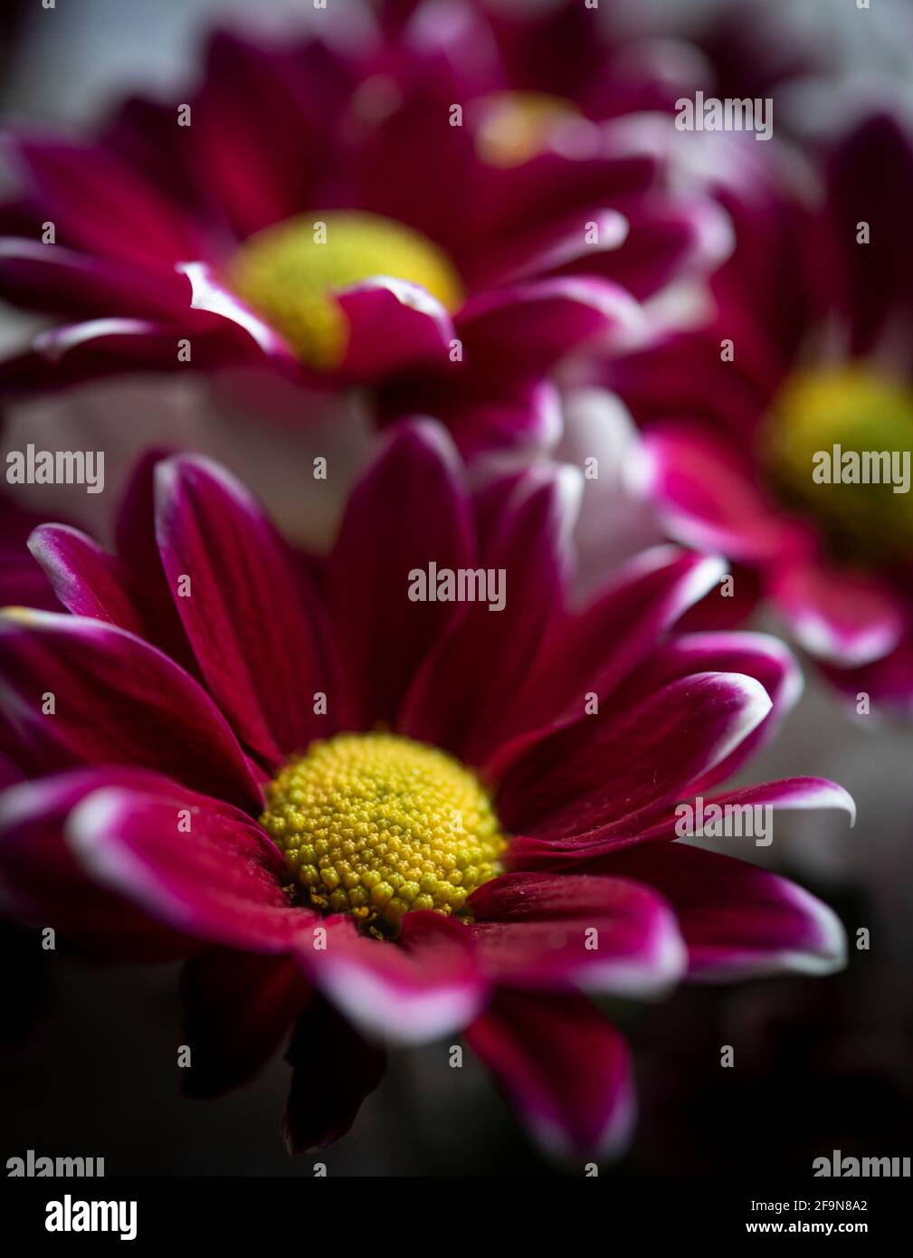 CHRYSANTHEMUM FIRMENICH close up macro flower Stock Photo