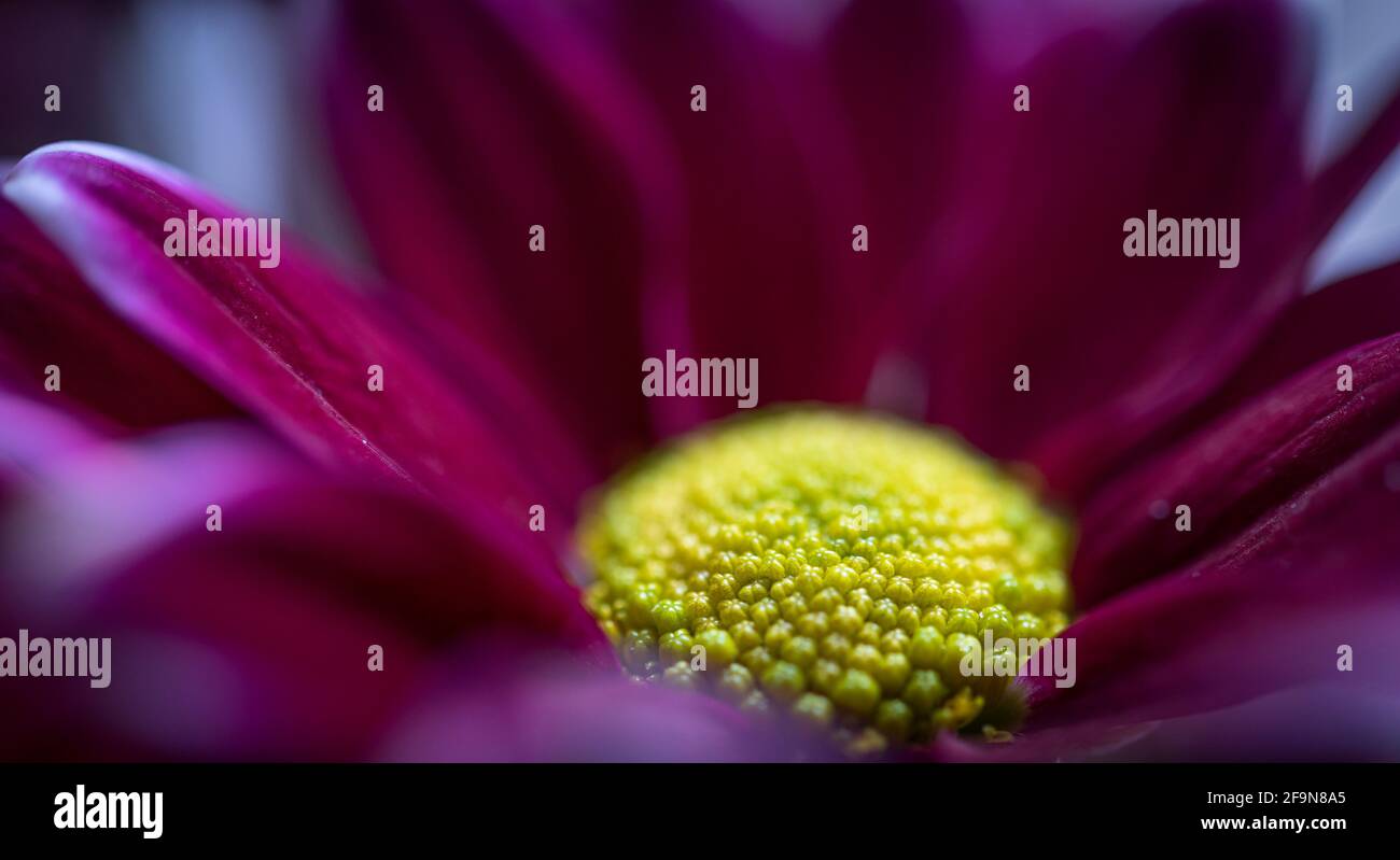 CHRYSANTHEMUM FIRMENICH close up macro flower Stock Photo