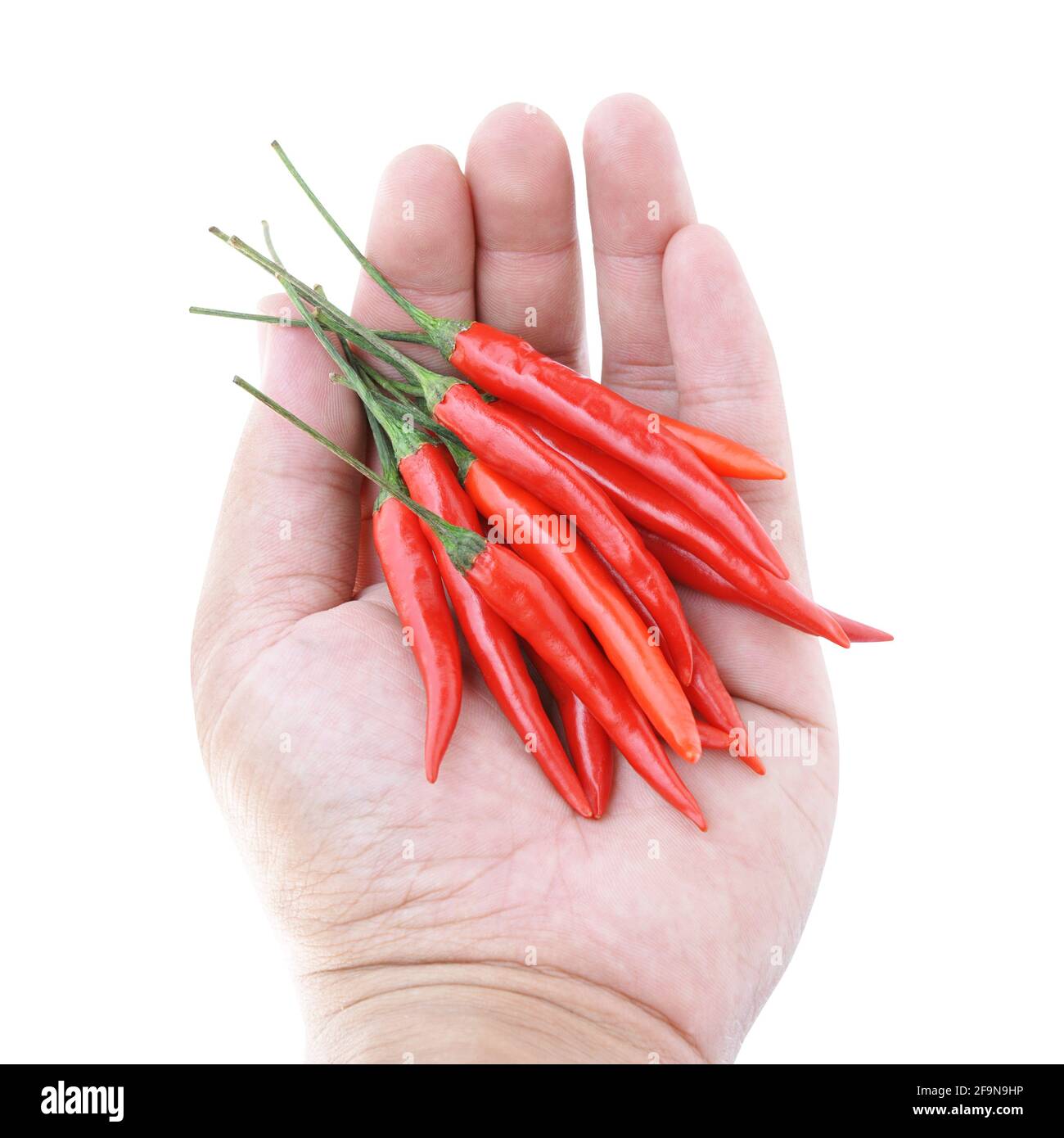 Hand holding red Thai chilies - one of important ingredient of Thai food Stock Photo