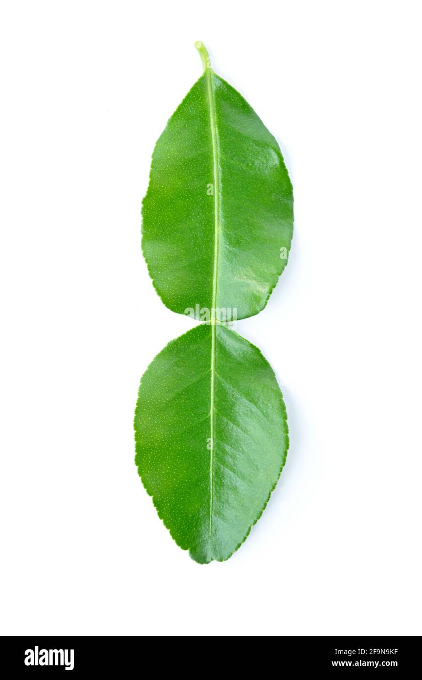 Green Kaffir Lime leaves - isolated on white - herbal ingredient used in Southeast Asian cuisine Stock Photo