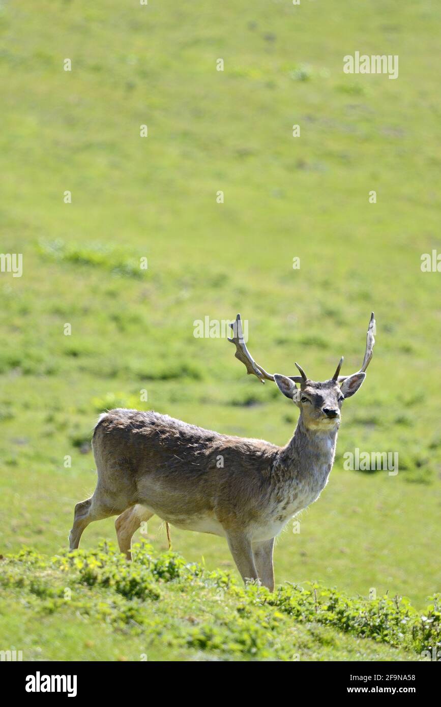 Fallow Deer (Dama dama) male / stag in Boughton Monchelsea deerpark. UK,  Kent, April Stock Photo - Alamy