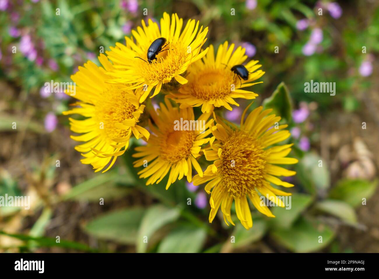 Natural bouquet of yellow flowers of Inula in field. Two beetles are feeding by pollen nectar Stock Photo