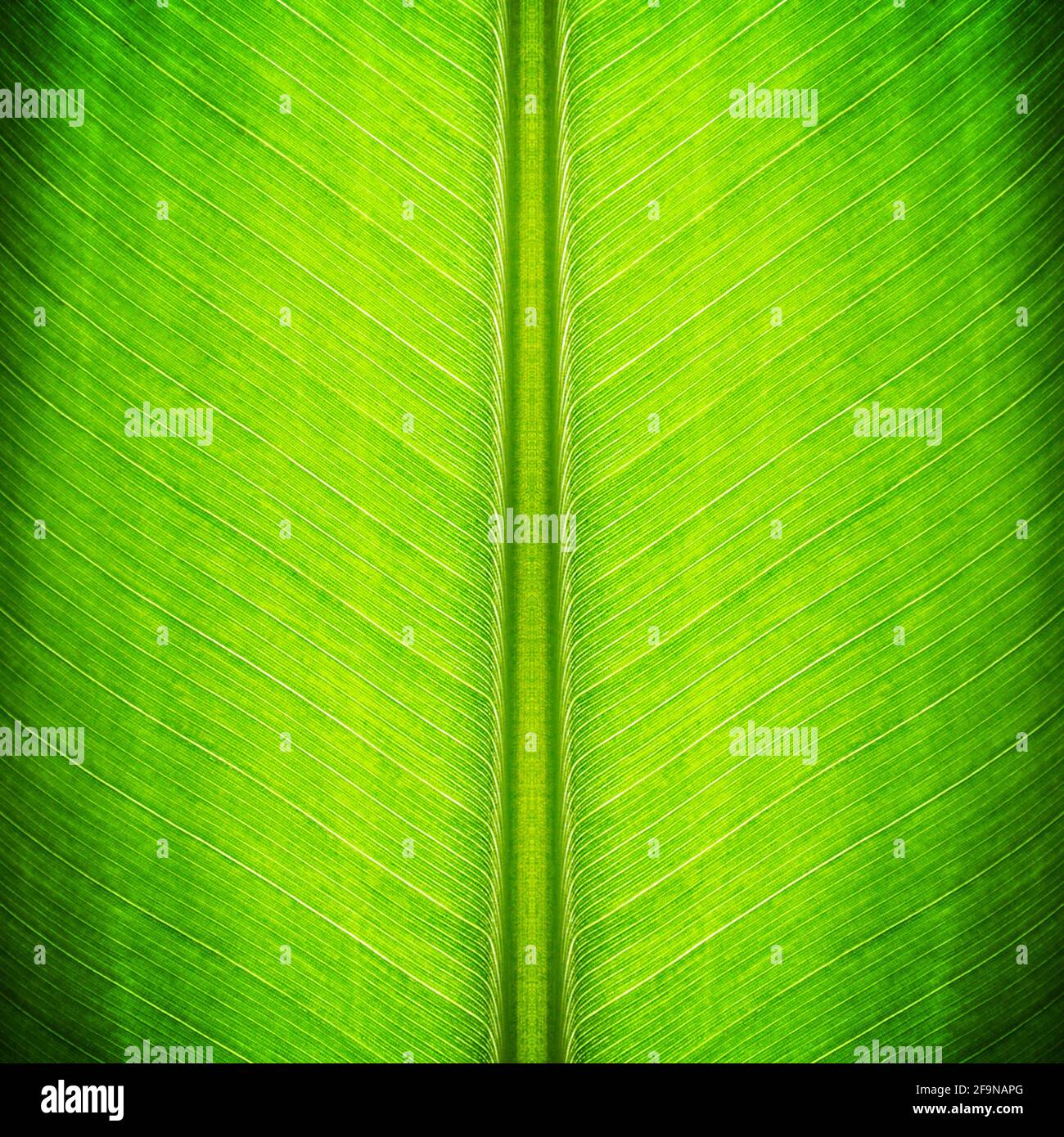 Green banana leaf texture as natural background Stock Photo