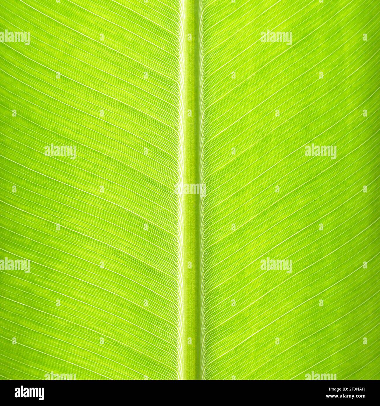 Green banana leaf texture as natural background Stock Photo