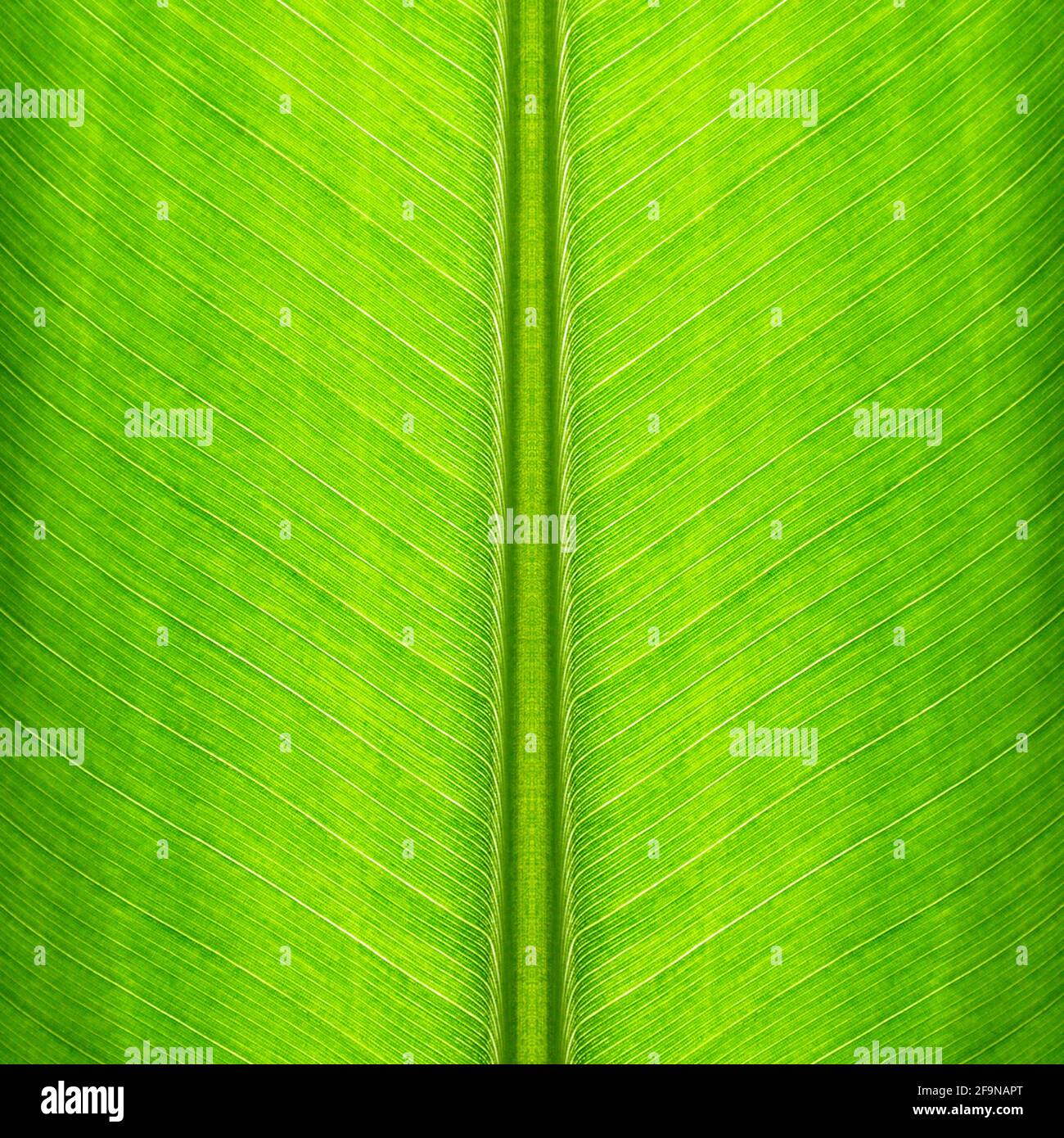 Green banana leaf texture as natural background Stock Photo