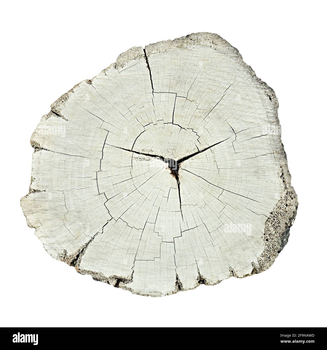 Dry old tree stump isolated on white background Stock Photo