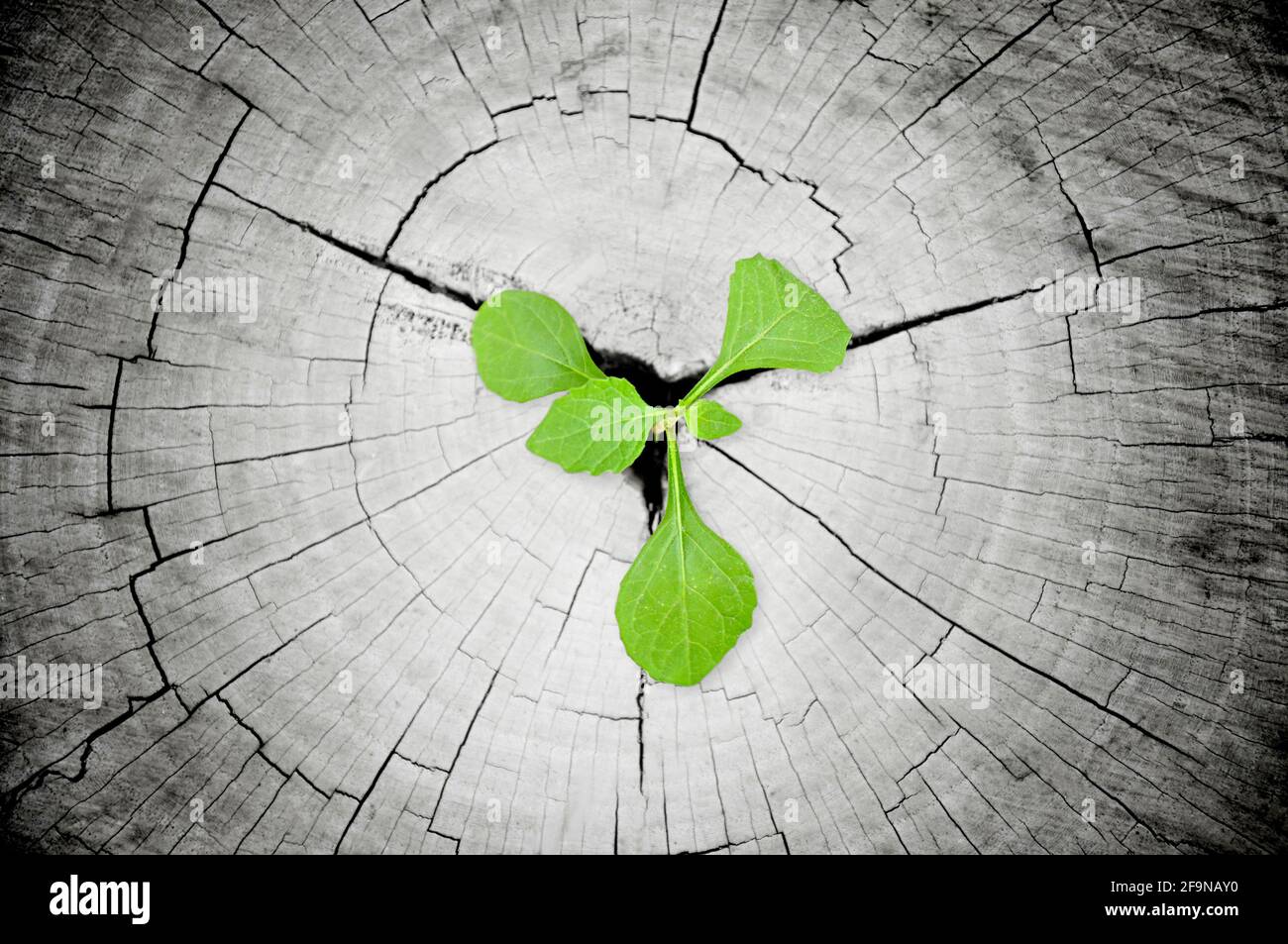 Green seedling growing from tree stump - regeneration and development ...
