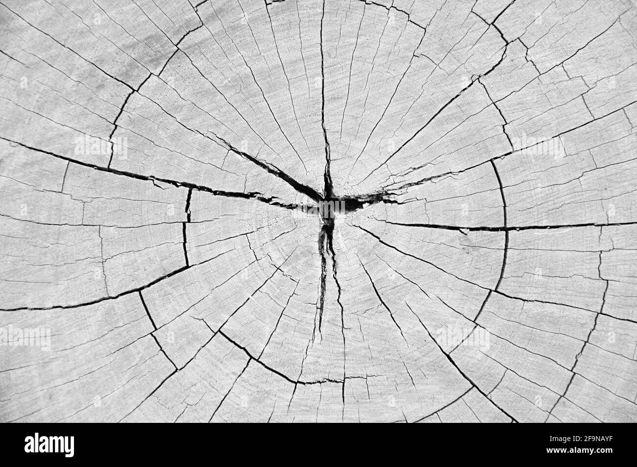 Dry old cracked tree stump with hole in the middle Stock Photo