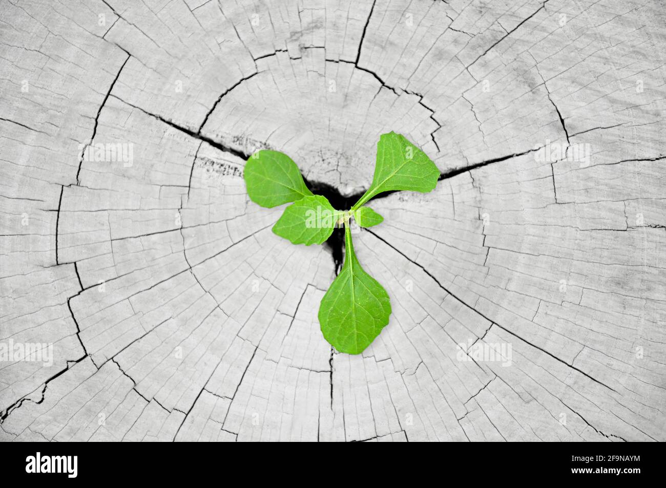 Growing from tree stump hires stock photography and images Alamy