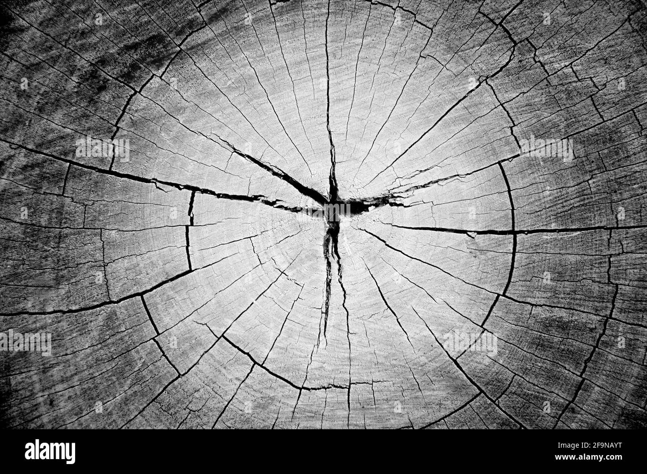 Dry old cracked tree stump texture Stock Photo