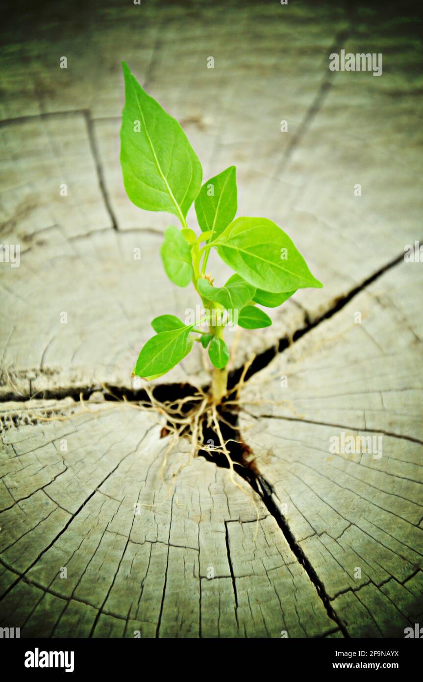 Green seedling growing from tree stump - regeneration and development ...
