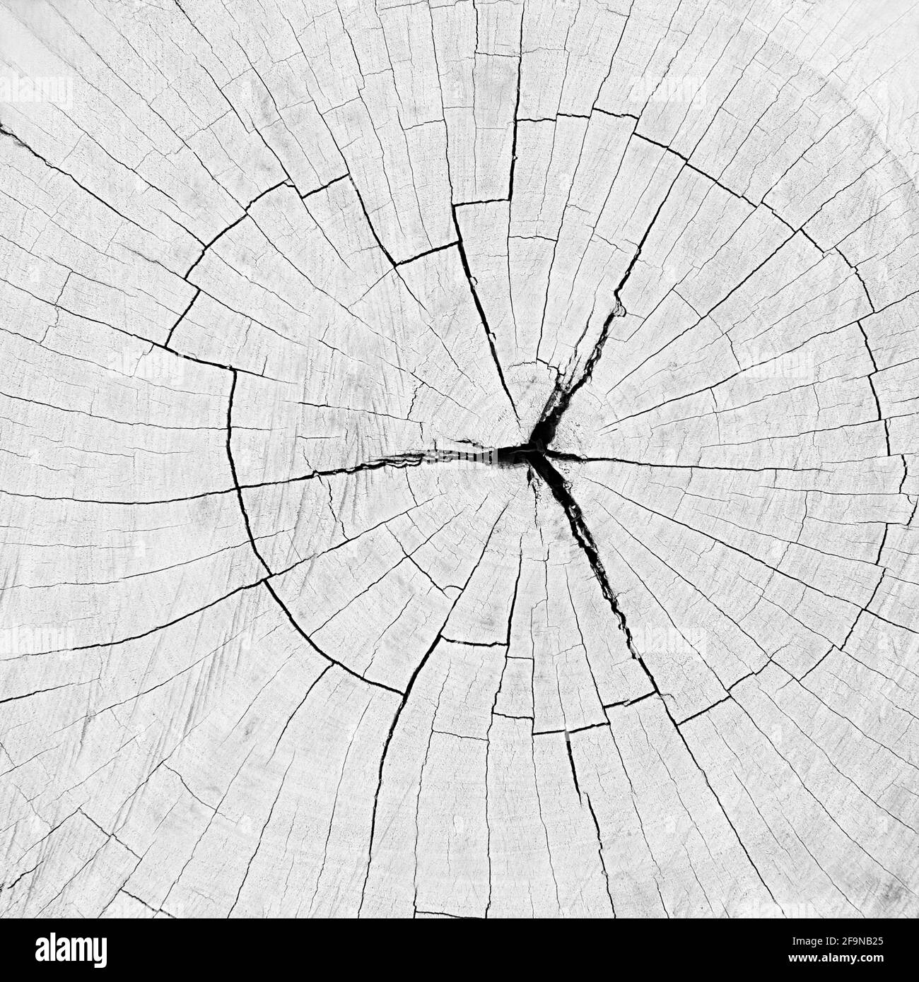 Dry old cracked tree stump texture - background Stock Photo