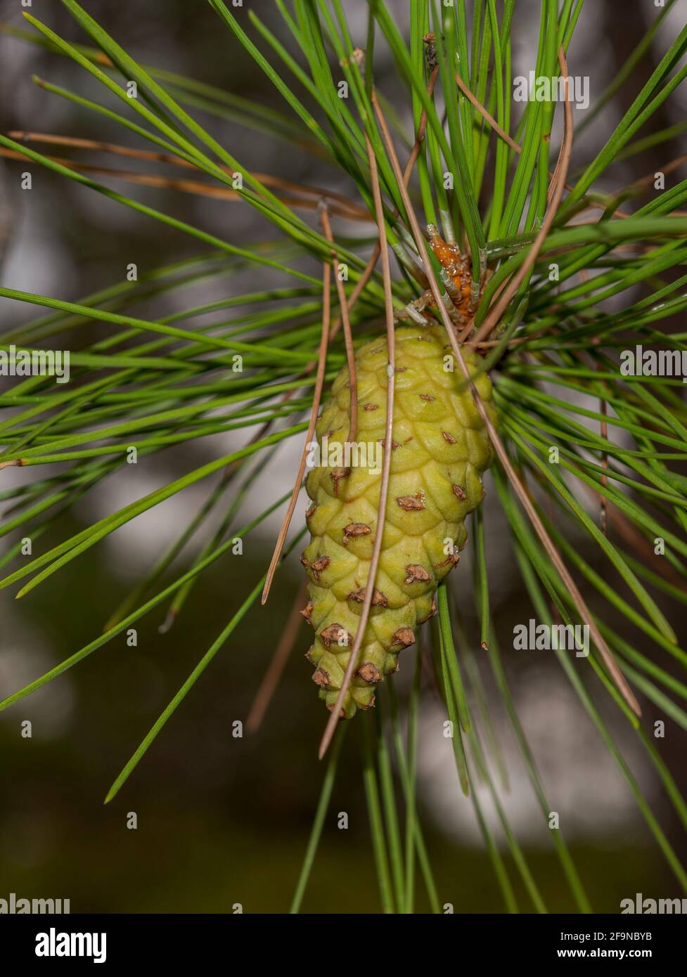 Pinus Nigra Cone Hi res Stock Photography And Images Alamy pinus-nigra-cone-hi-res-stock-photography-and-images-alamy