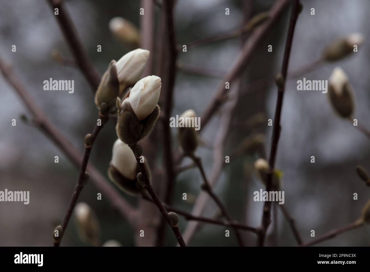 White maglolia flower blossom in black background. Beautiful bloomong magnolia tree, outdoor botany. Magnolia branch closeup, petals macro, white flow Stock Photo