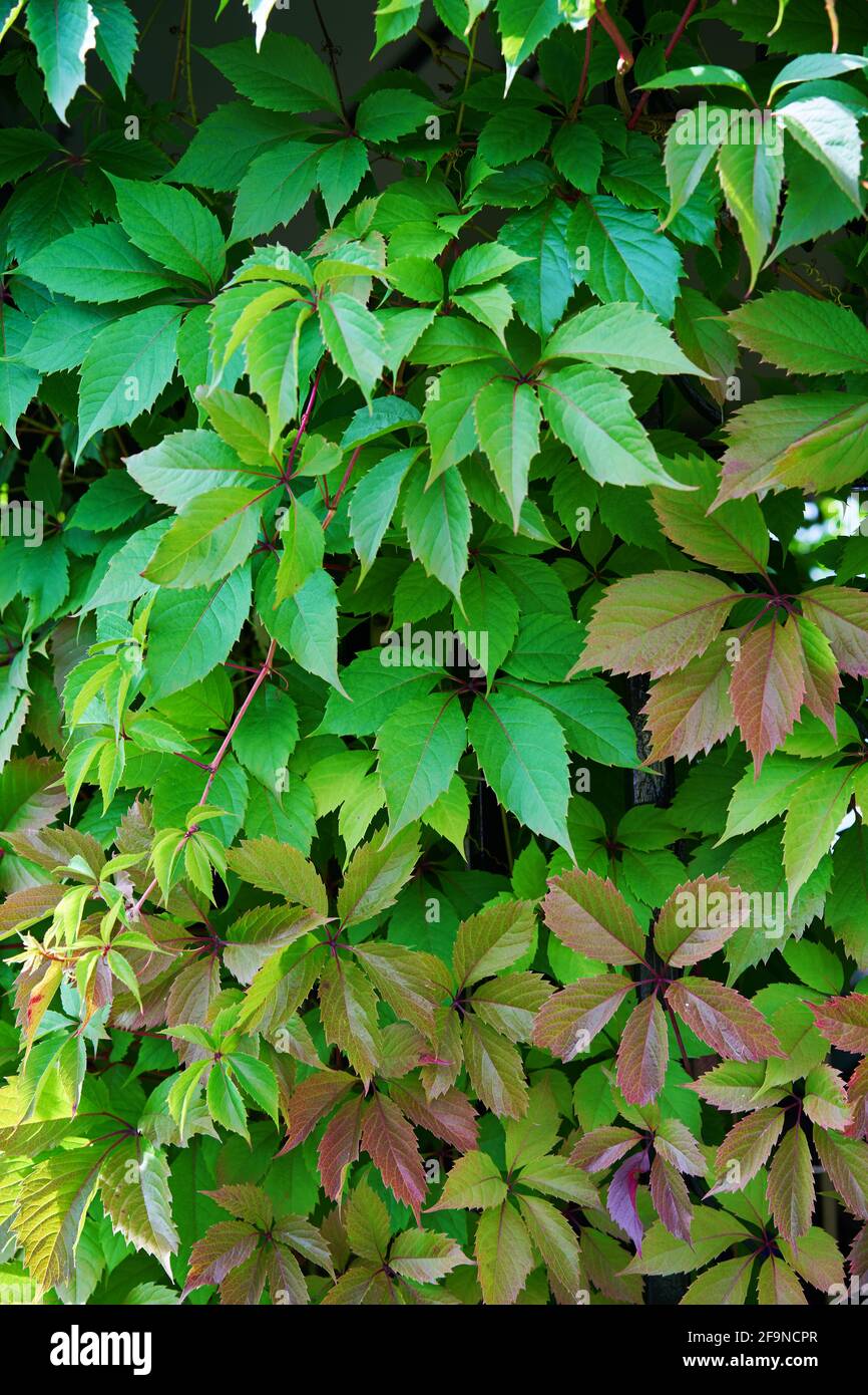 Tree green leaves overgrown hi-res stock photography and images - Alamy