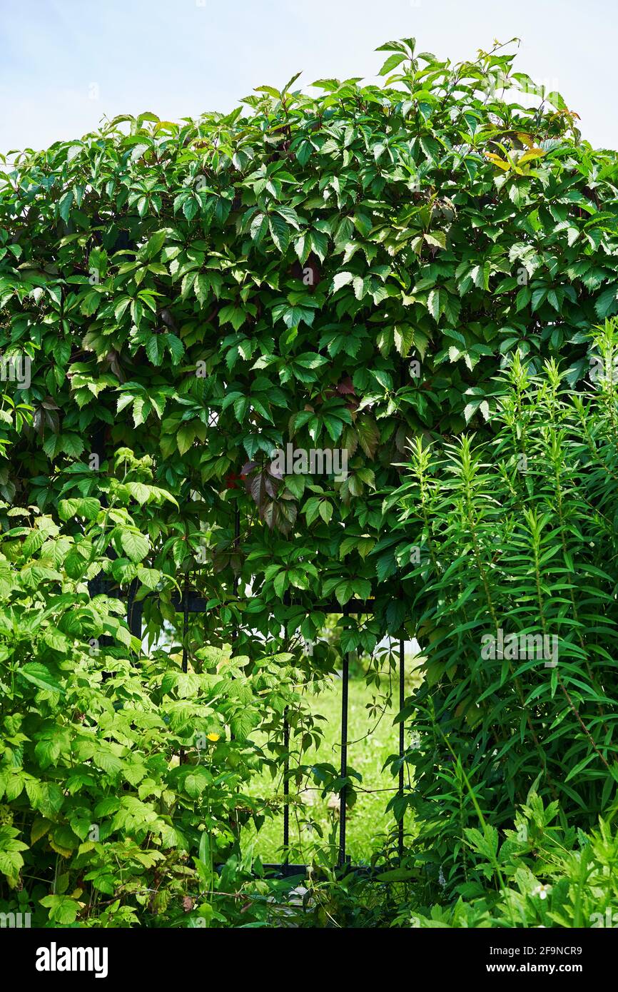 Gate overgrown green leaves hi-res stock photography and images - Alamy