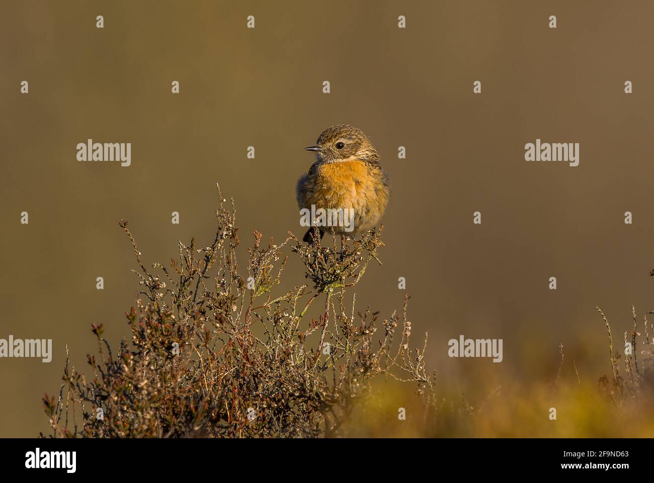 Stonechat captured with canon r5 hi-res stock photography and images ...