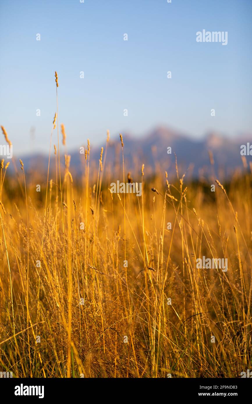 A golden field of wheat in the mountains Stock Photo - Alamy
