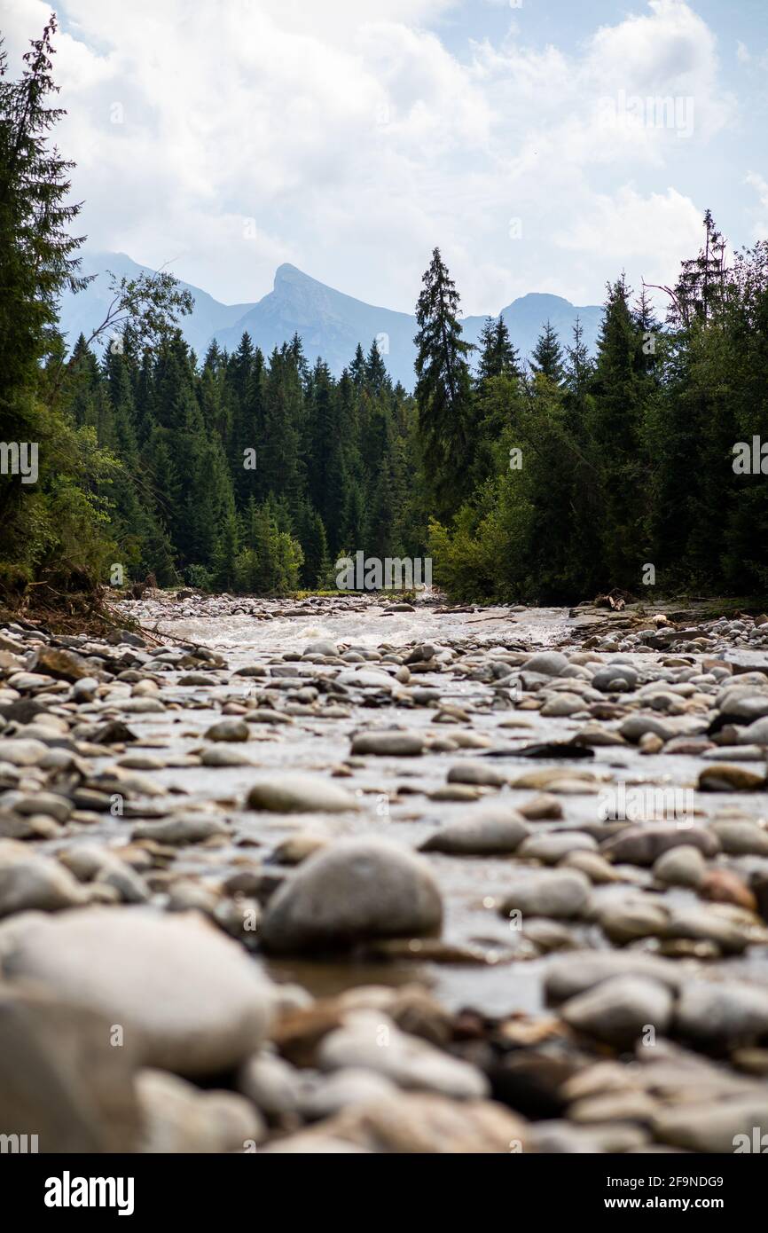 Stonney Rivers Stony river in forest hi-res stock photography and images - Alamy