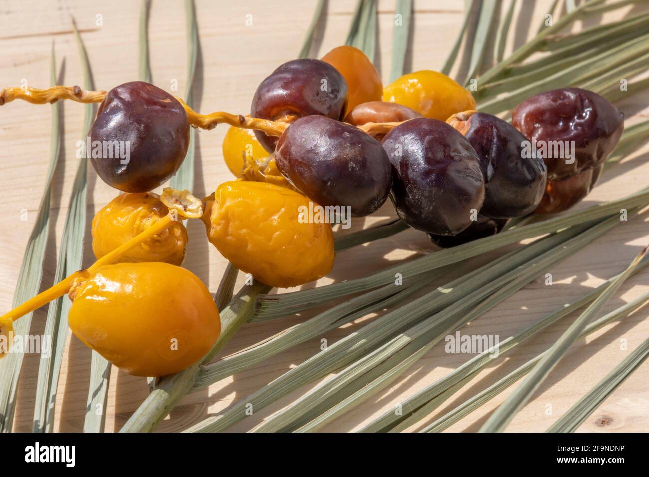 Holy Muslim Ramadan fasting concept: Many brown and yellow date fruits lying on a palm tree leaf. Vegan food background with copy space. Nobody. Sweet Stock Photo