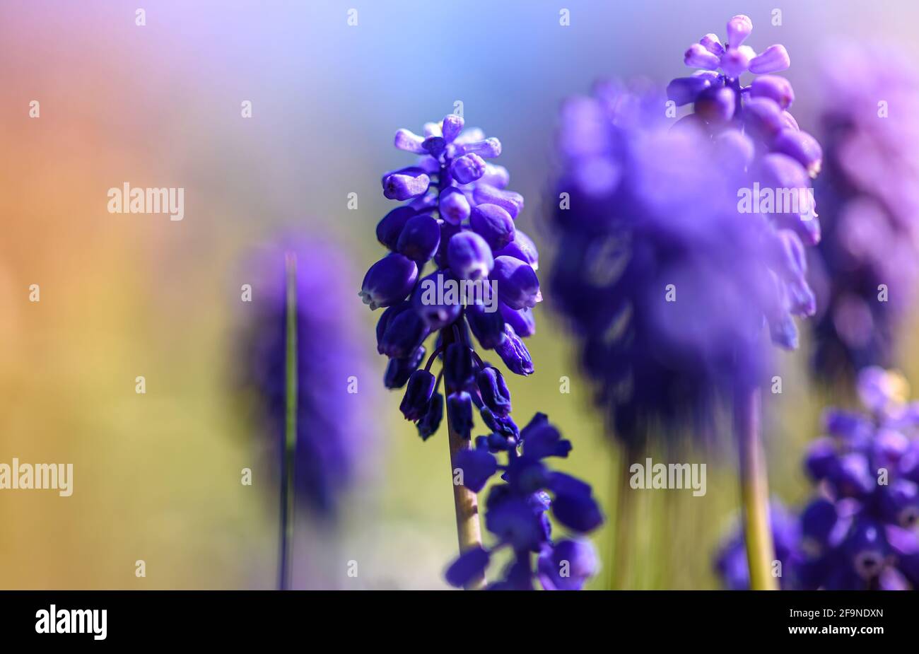 Grape hyacinth (Muscari neglectum) is a blue perennial bulbous plant or flower. Close up view Stock Photo