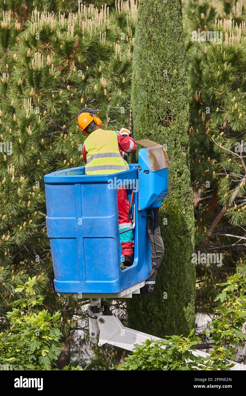 Gardener pruning a cypress tree on a crane with a chainsaw Stock Photo