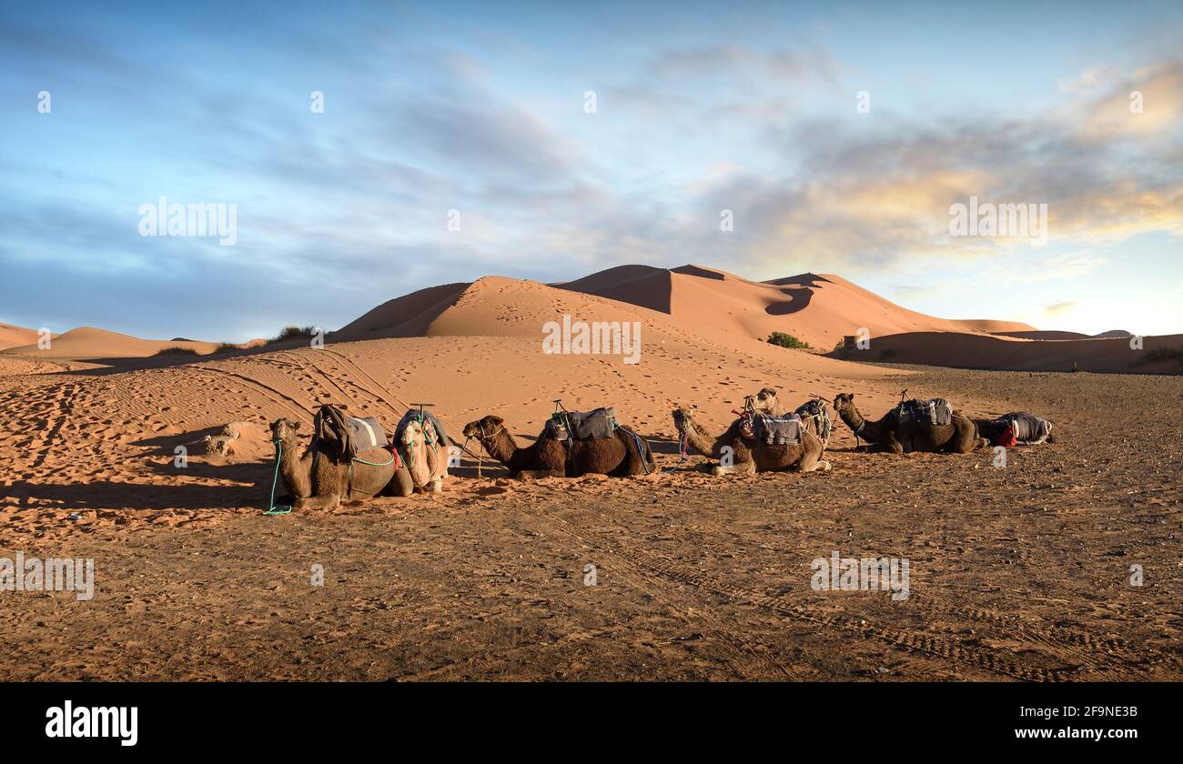 Sunset over the dunes in the Sahara desert. Beautiful sand landscape with stunning sky and  camel caravan. Stock Photo