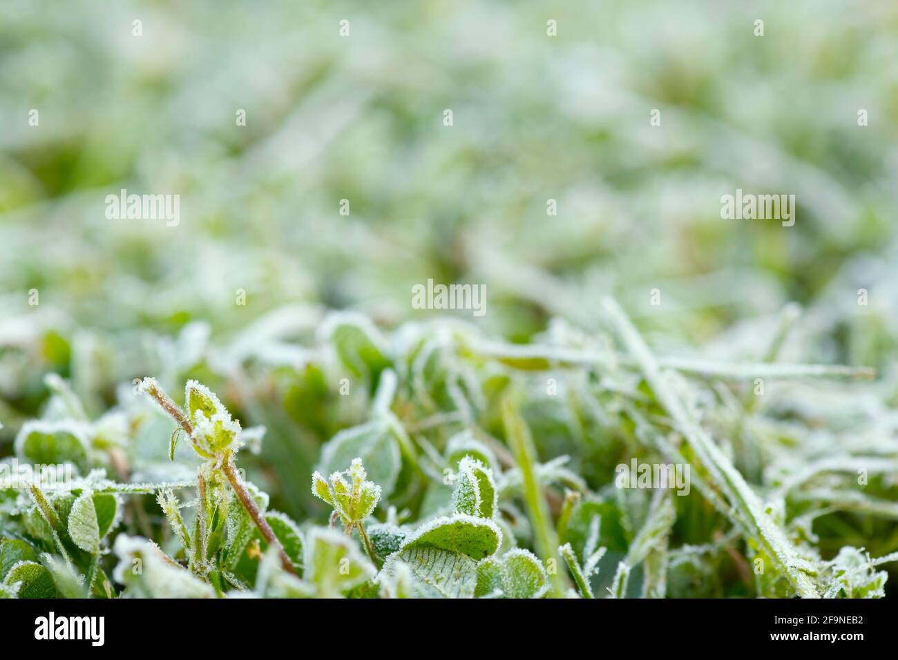 background  in  selective focus of frost covered grass in a english garden blurred background to aid copy space Stock Photo