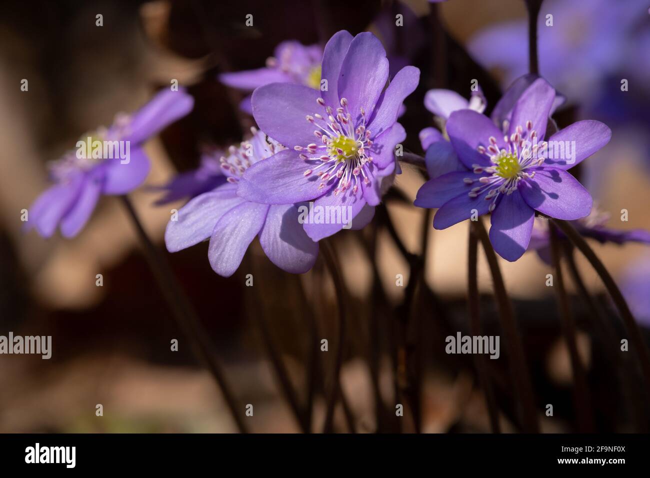 A group of kidneyworts (Hepatica nobilis) in a deciduous forest in springtime Stock Photo